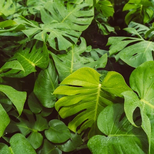 Monstera Deliciosa Plug Live Tropical House Plant Starter - Indoor & Outdoor - Image 9