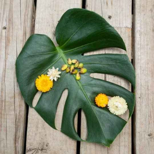 Monstera Deliciosa Seeds - 20 Count Fresh Tropical Split Leaf Plant Seeds - Image 4