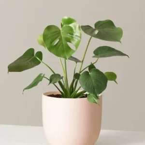 Monstera Deliciosa Seeds - 20 Count Fresh Tropical Split Leaf Plant Seeds - Image 7