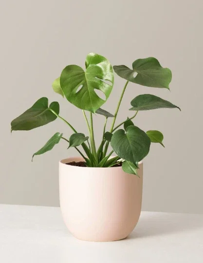 Monstera Deliciosa Seeds - 20 Count Fresh Tropical Split Leaf Plant Seeds - Image 7