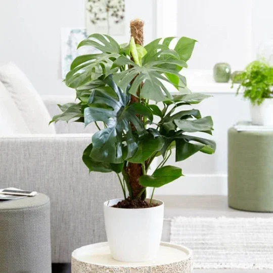 Monstera Deliciosa Seeds - 20 Count Fresh Tropical Split Leaf Plant Seeds - Image 9