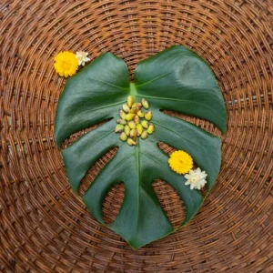 Monstera Deliciosa Seeds – Fresh 10 Count Batch – Tropical Split Leaf Plant - Image 3