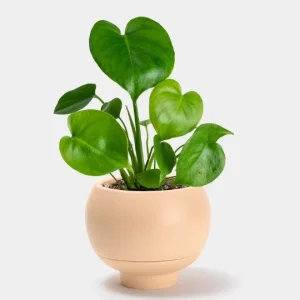 Monstera Deliciosa Seeds – Fresh 10 Count Batch – Tropical Split Leaf Plant - Image 6