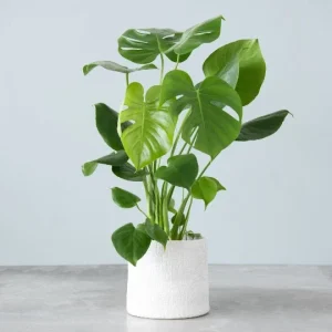 Monstera Deliciosa Seeds – Fresh 10 Count Batch – Tropical Split Leaf Plant - Image 8