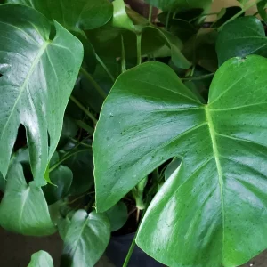 Monstera Deliciosa Swiss Cheese Plant - Live Houseplant - Indoor Decor - Image 2
