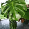 Monstera Deliciosa Swiss Cheese Plant - Live Houseplant - Indoor Decor - Image 1