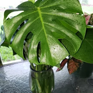 Monstera Deliciosa Swiss Cheese Plant - Live Houseplant - Indoor Decor - Image 1