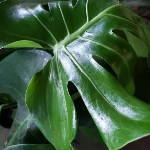 Monstera Deliciosa Swiss Cheese Plant - Live Houseplant - Indoor Decor - Image 3