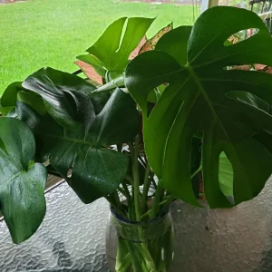 Monstera Deliciosa Swiss Cheese Plant - Live Houseplant - Indoor Decor - Image 4