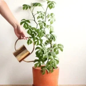 Monstera Ginny Live Plant – Mini Split Leaf Houseplant – 4 inch Pot – Indoor - Image 10
