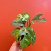 Monstera Ginny Live Plant – Mini Split Leaf Houseplant – 4 inch Pot – Indoor - Image 1