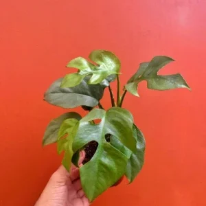 Monstera Ginny Live Plant – Mini Split Leaf Houseplant – 4 inch Pot – Indoor - Image 1