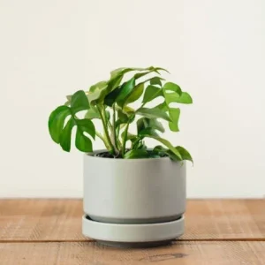 Monstera Ginny Live Plant – Mini Split Leaf Houseplant – 4 inch Pot – Indoor - Image 3
