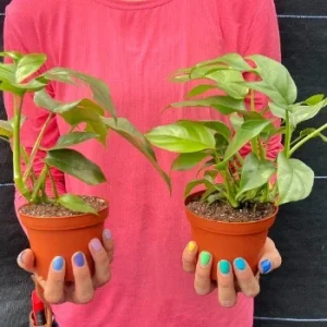 Monstera Ginny Live Plant – Mini Split Leaf Houseplant – 4 inch Pot – Indoor - Image 4