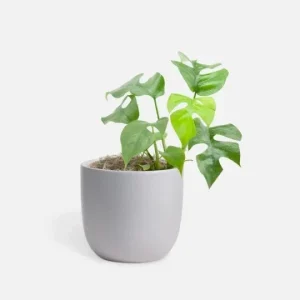 Monstera Ginny Live Plant – Mini Split Leaf Houseplant – 4 inch Pot – Indoor - Image 5