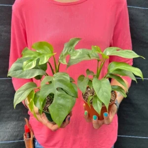 Monstera Ginny Live Plant – Mini Split Leaf Houseplant – 4 inch Pot – Indoor - Image 7