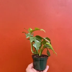 Monstera Ginny Live Plant – Mini Split Leaf Houseplant – 4 inch Pot – Indoor - Image 8