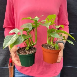 Monstera Ginny Live Plant – Mini Split Leaf Houseplant – 4 inch Pot – Indoor - Image 9