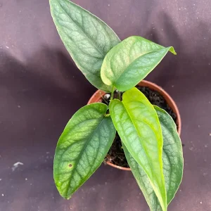 Monstera Siltepecana Live Plant - 2 Rooted Plants in 3-inch Pot - Easy Care Houseplant - Image 2