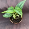 Monstera Siltepecana Live Plant - 2 Rooted Plants in 3-inch Pot - Easy Care Houseplant - Image 1