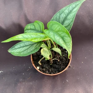 Monstera Siltepecana Live Plant - 2 Rooted Plants in 3-inch Pot - Easy Care Houseplant - Image 1