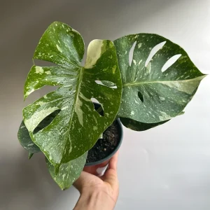 Monstera Thai Constellation Live Plant – 6 inch Pot – Indoor Variegated - Image 2