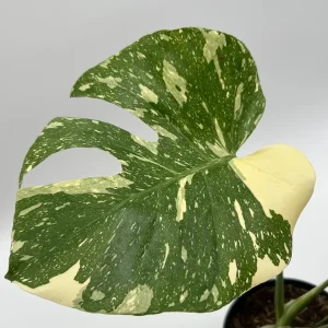 Monstera Thai Constellation Live Plant – 6 inch Pot – Indoor Variegated - Image 3