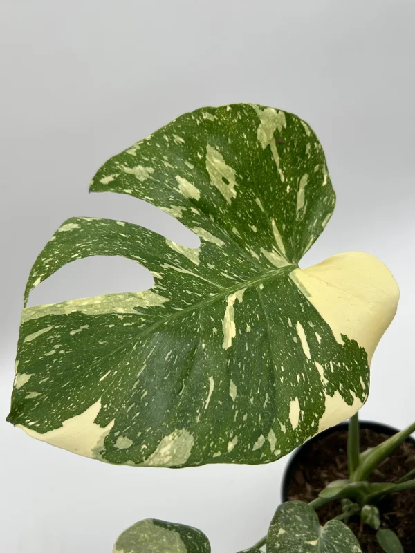 Monstera Thai Constellation Live Plant – 6 inch Pot – Indoor Variegated - Image 3