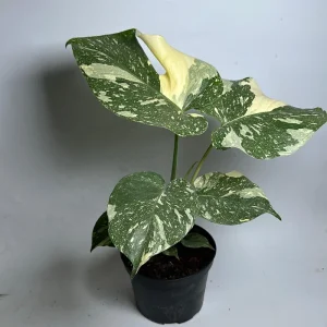 Monstera Thai Constellation Live Plant – 6 inch Pot – Indoor Variegated - Image 4