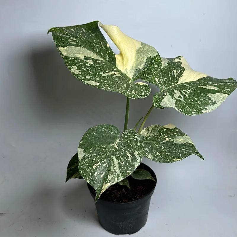 Monstera Thai Constellation Live Plant – 6 inch Pot – Indoor Variegated - Image 4