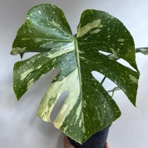 Monstera Thai Constellation Live Plant – 6 inch Pot – Indoor Variegated - Image 5