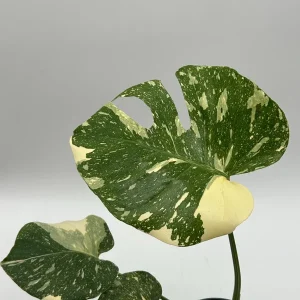 Monstera Thai Constellation Live Plant – 6 inch Pot – Indoor Variegated - Image 6