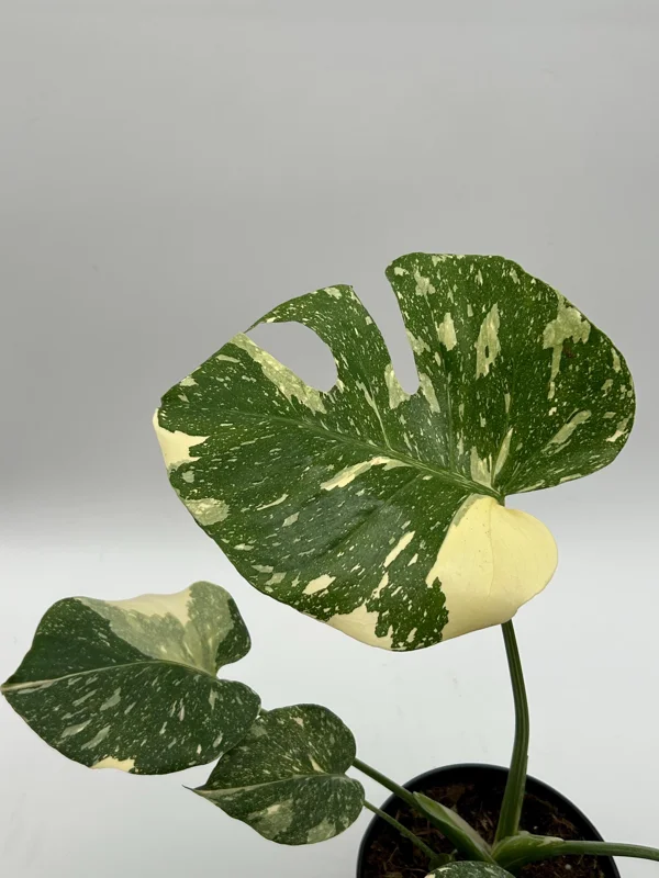 Monstera Thai Constellation Live Plant – 6 inch Pot – Indoor Variegated - Image 6