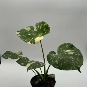 Monstera Thai Constellation Live Plant – 6 inch Pot – Indoor Variegated - Image 7