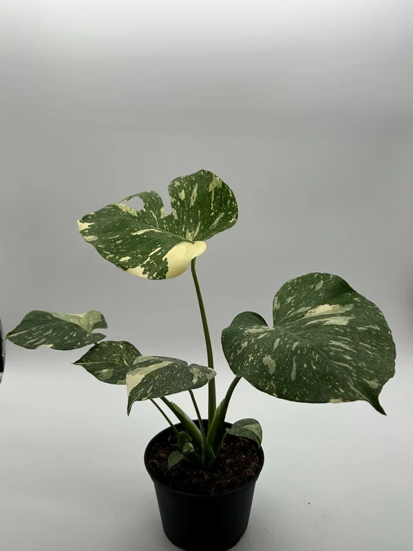 Monstera Thai Constellation Live Plant – 6 inch Pot – Indoor Variegated - Image 7