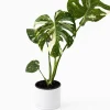 Monstera Thai Constellation Live Plant – 6 inch Pot – Indoor Variegated - Image 1