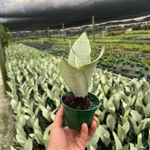 Moonshine Sansevieria Silver Snake Plant Live Houseplant – 4 inch Pot - Image 2