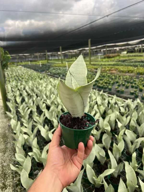 Moonshine Sansevieria Silver Snake Plant Live Houseplant – 4 inch Pot - Image 2