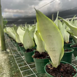 Moonshine Sansevieria Silver Snake Plant Live Houseplant – 4 inch Pot - Image 3