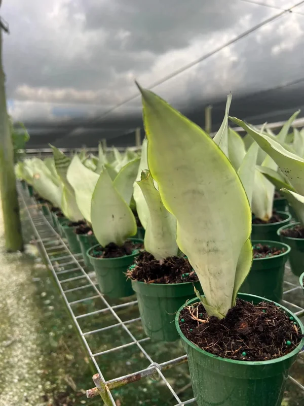 Moonshine Sansevieria Silver Snake Plant Live Houseplant – 4 inch Pot - Image 3