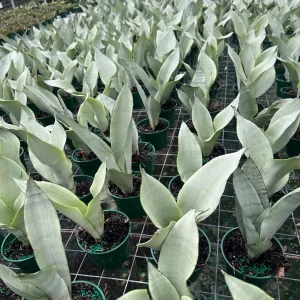 Moonshine Sansevieria Silver Snake Plant Live Houseplant – 4 inch Pot - Image 4