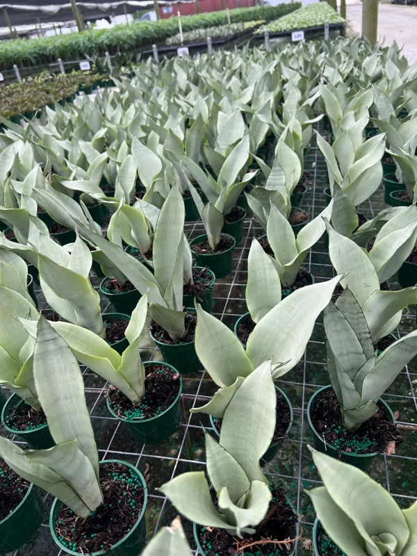 Moonshine Sansevieria Silver Snake Plant Live Houseplant – 4 inch Pot - Image 4