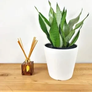 Moonshine Sansevieria Silver Snake Plant Live Houseplant – 4 inch Pot - Image 5
