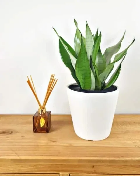Moonshine Sansevieria Silver Snake Plant Live Houseplant – 4 inch Pot - Image 5