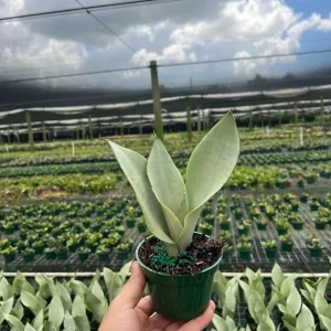 Moonshine Sansevieria Silver Snake Plant Live Houseplant – 4 inch Pot - Image 1