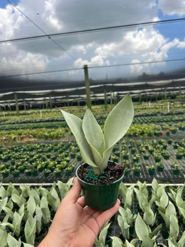 Moonshine Sansevieria Silver Snake Plant Live Houseplant – 4 inch Pot - Image 1