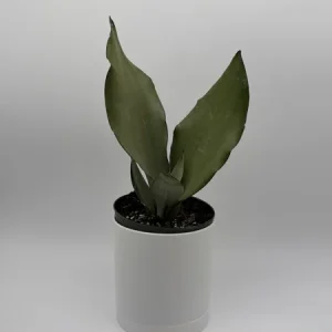Moonshine Snake Plant Live Plant – 6 inch Pot – Silver Sansevieria – Indoor - Image 2