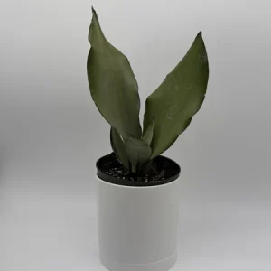 Moonshine Snake Plant Live Plant – 6 inch Pot – Silver Sansevieria – Indoor - Image 3