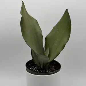 Moonshine Snake Plant Live Plant – 6 inch Pot – Silver Sansevieria – Indoor - Image 4