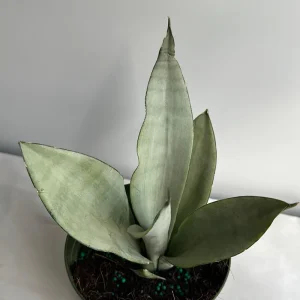 Moonshine Snake Plant Live Plant – 6 inch Pot – Silver Sansevieria – Indoor - Image 6